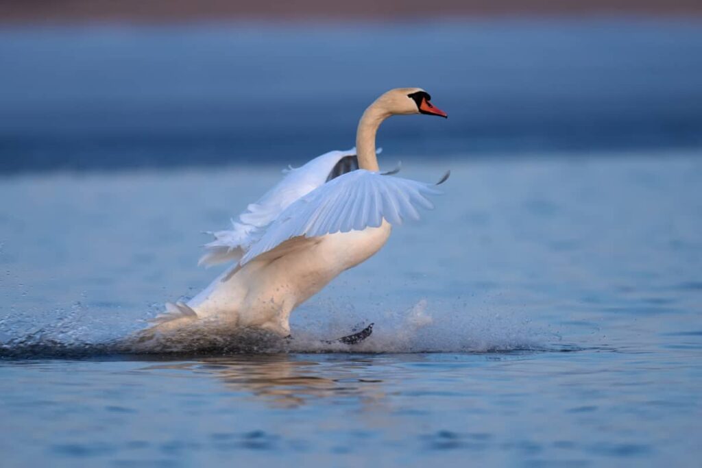 Cisne levantándose del agua