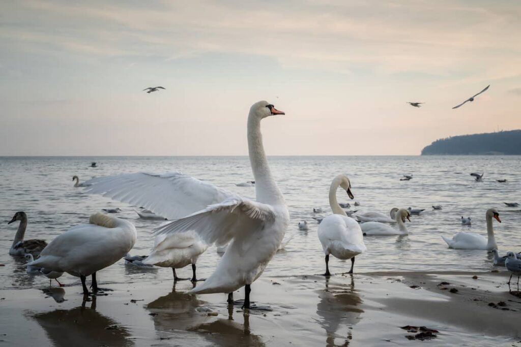 Bandada de cisnes en una playa