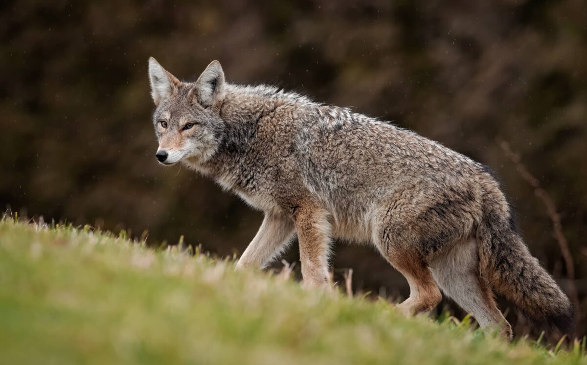 Coyote Características y Curiosidades