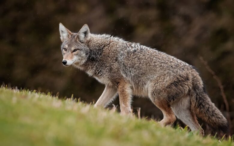 Coyote Características y Curiosidades