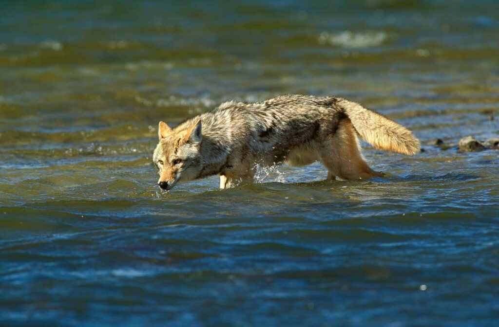 Coyote cruzando el río