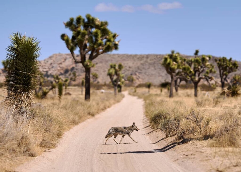 Coyote en El parque nacional Árboles de Josué​