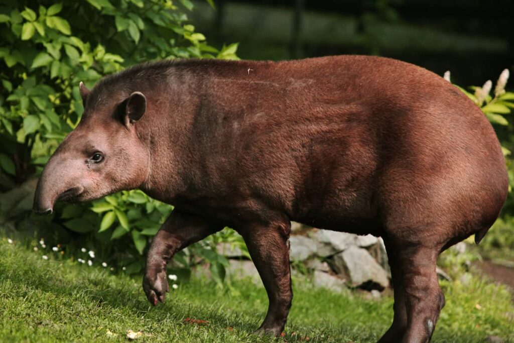 Descripción del tapir amazónico