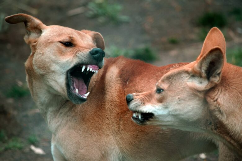 Dingo: Características y Curiosidades