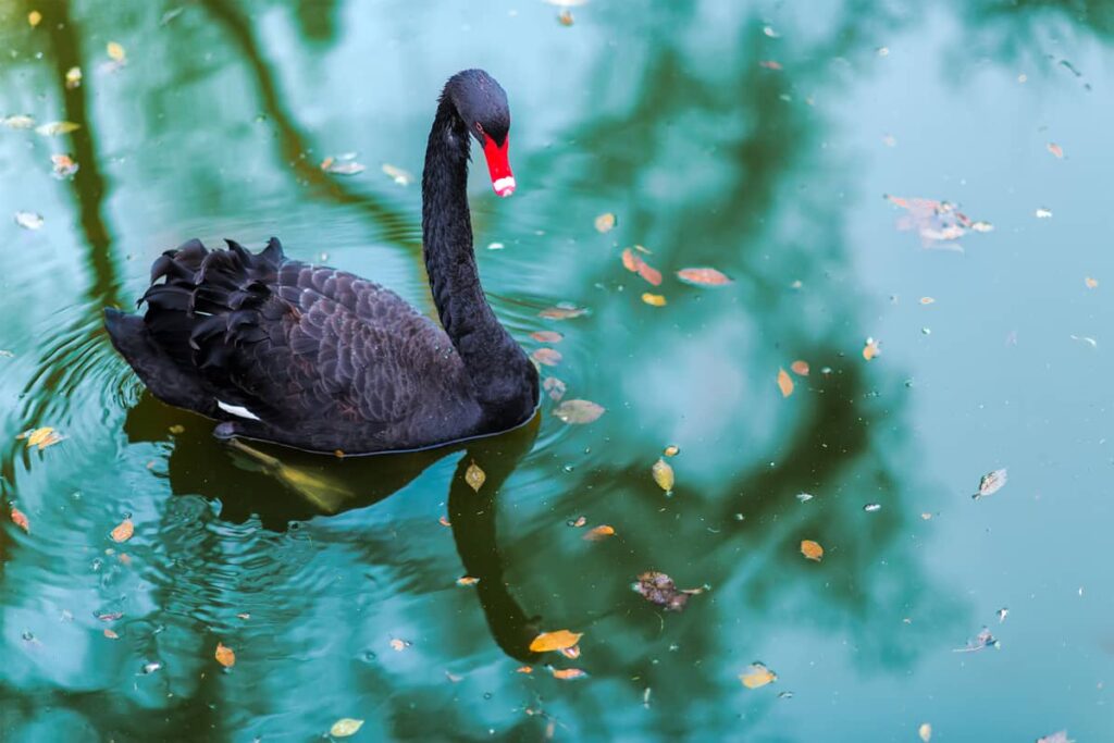 Foto del Cisne Negro