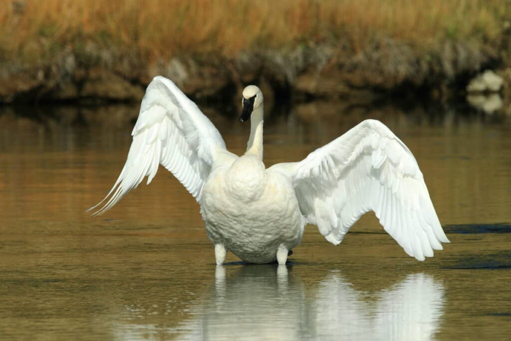 Foto del Cisne Trompetero