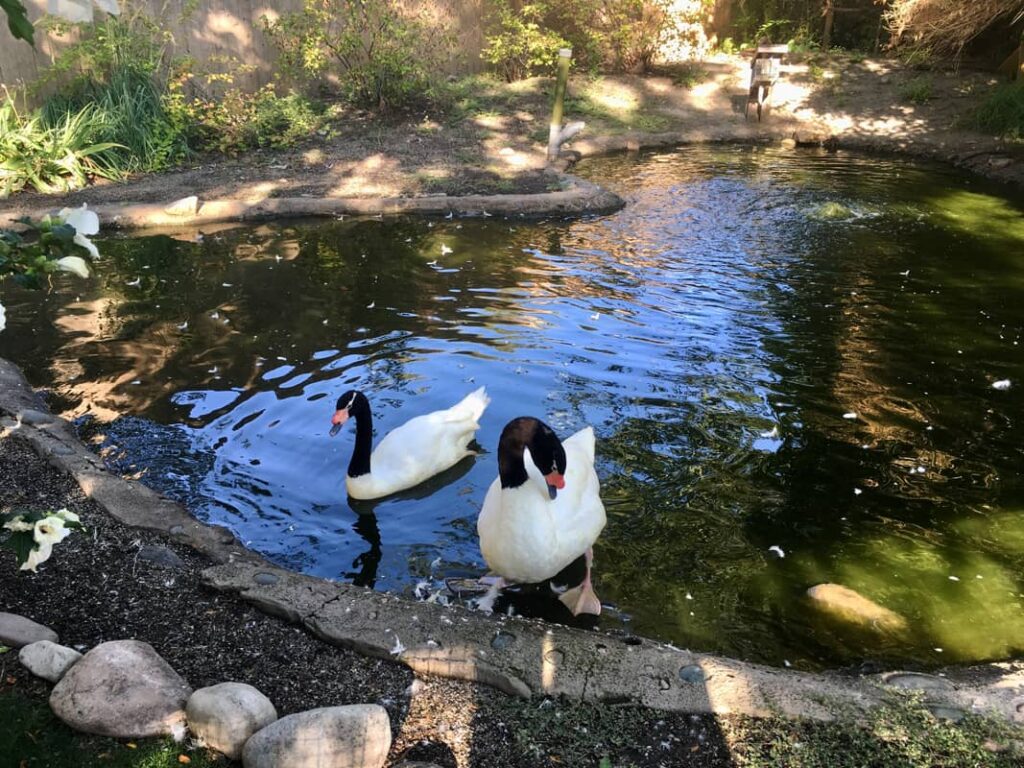 Foto del Cisne cuellinegro