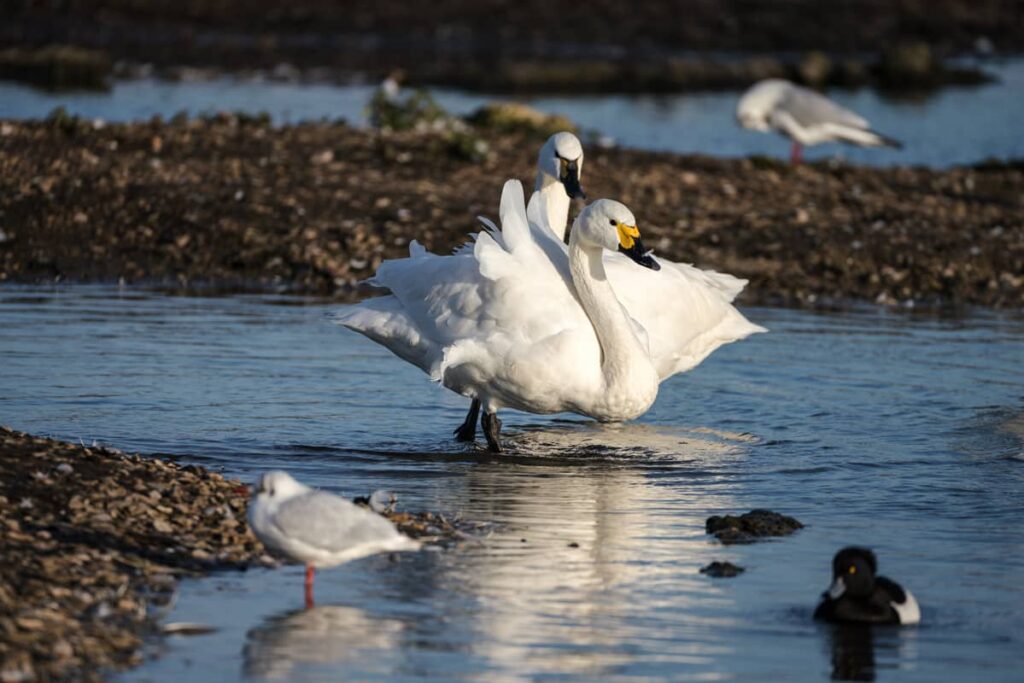 Foto del Cisne de Bewick