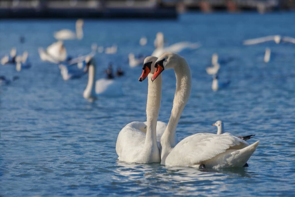 Cisnes blancos flotando en el agua