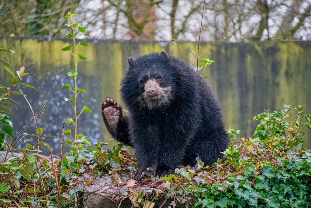 Foto del Oso andino