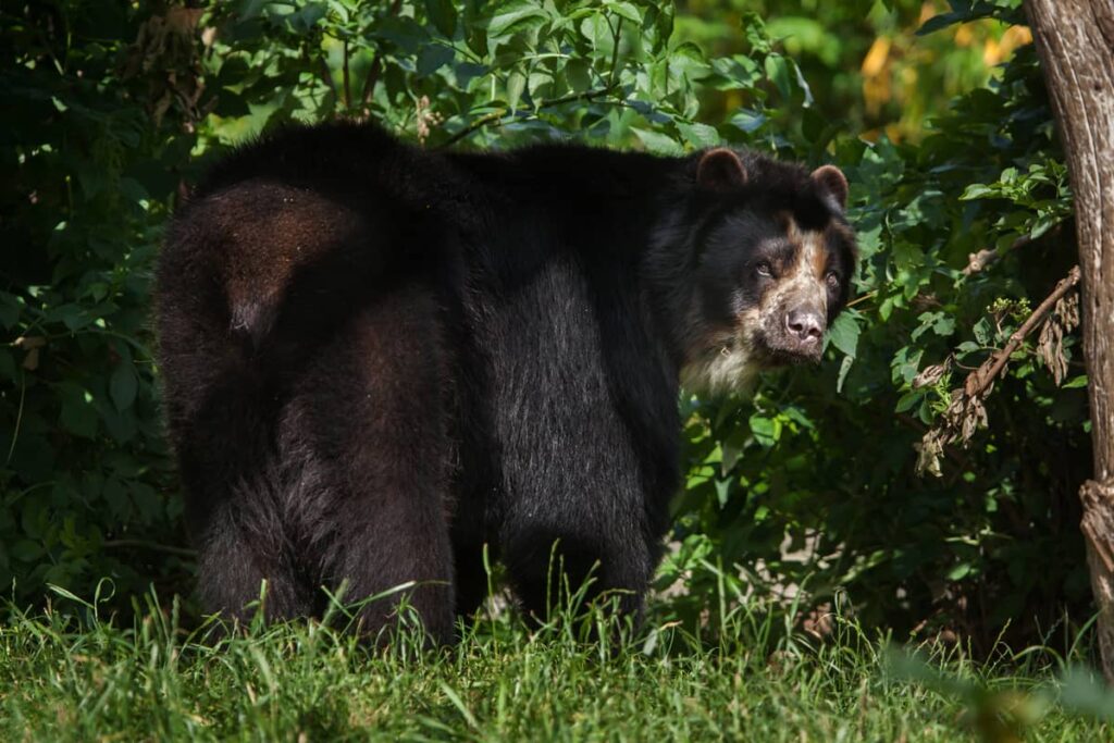 Foto del Oso de Anteojos