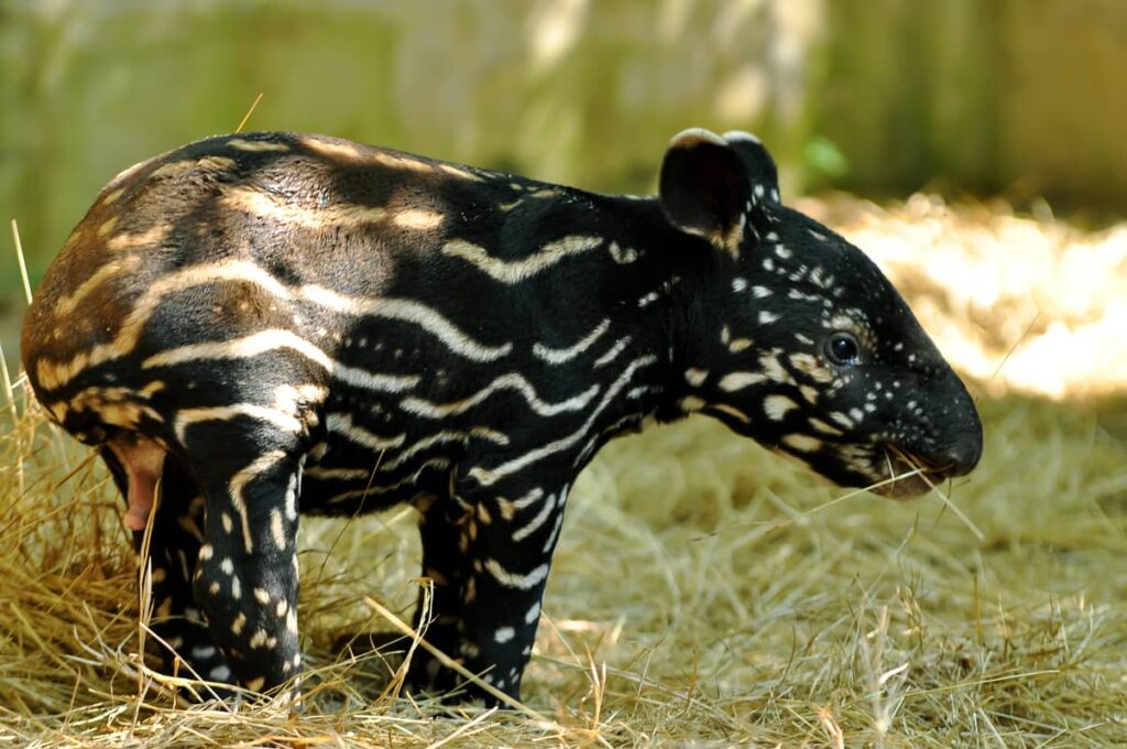 Foto de un tapir bebé