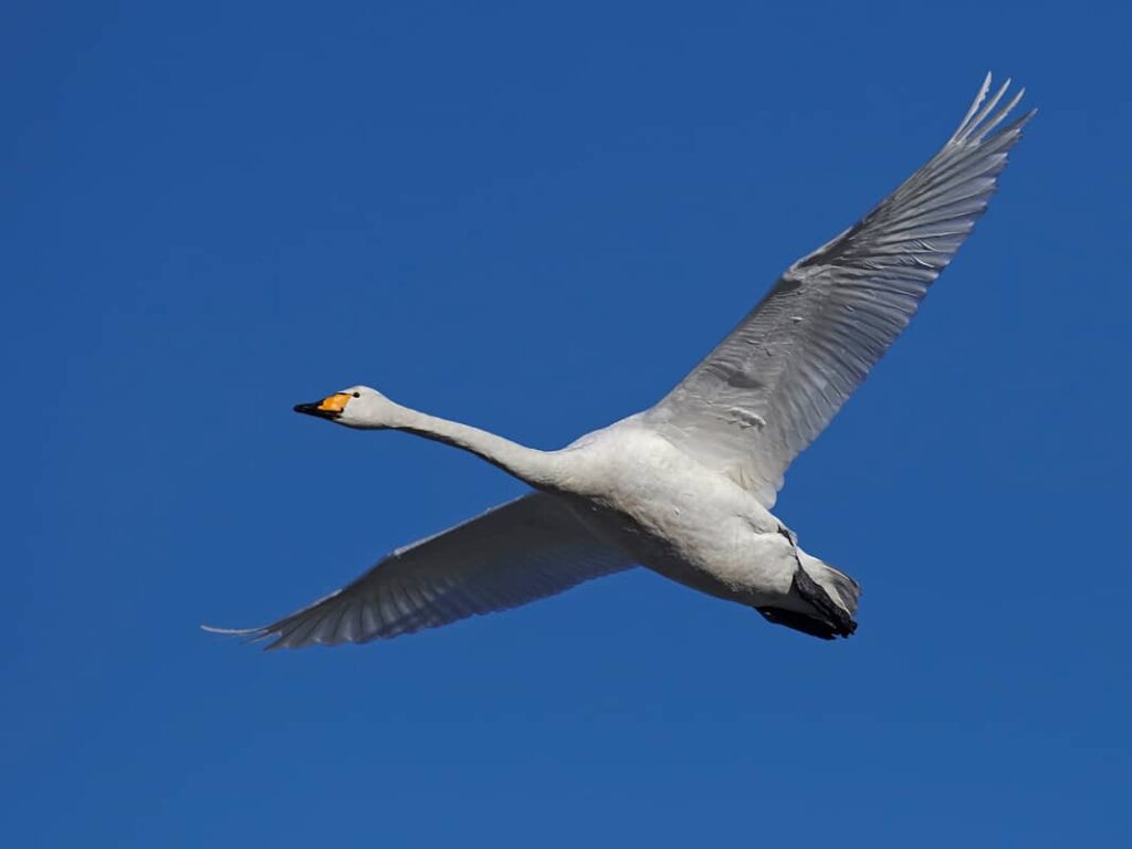 Foto del cisne cantor​ en pleno vuelo