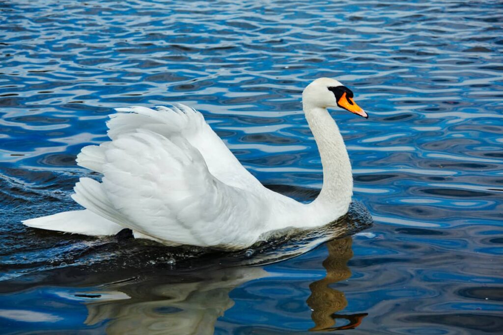 Foto del cisne vulgar
