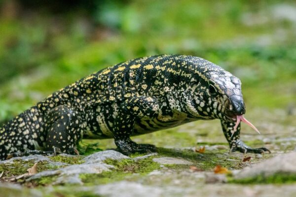 Características del Lagarto Overo o Tegu