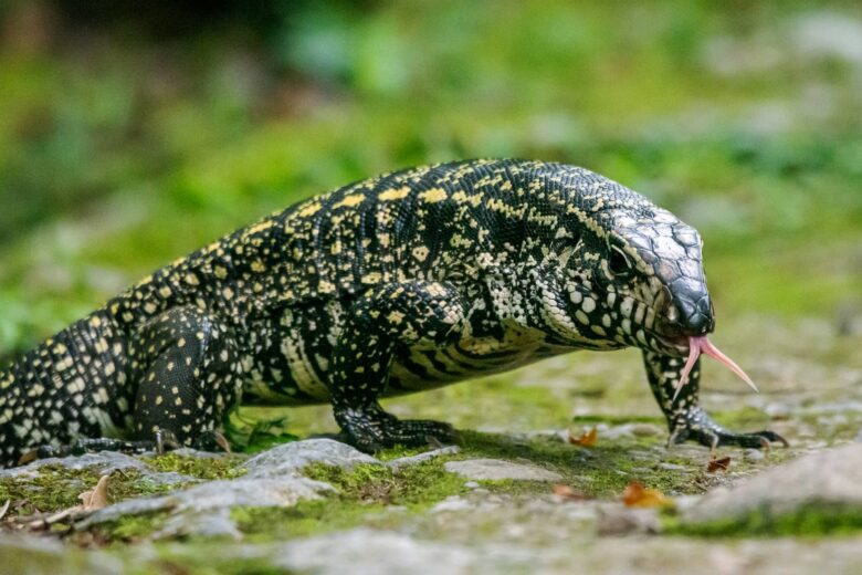 Características del Lagarto Overo o Tegu