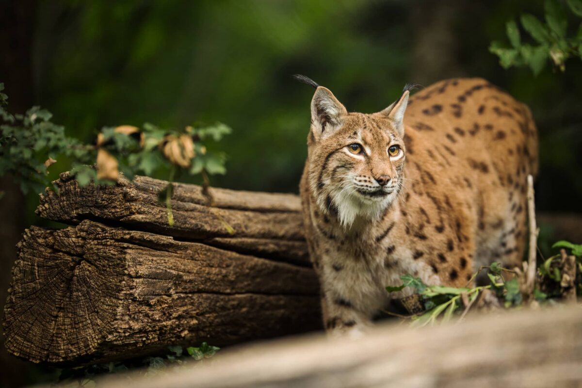 Lince Características y Curiosidades