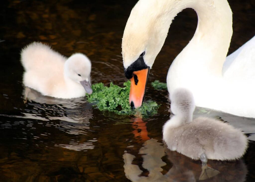 Madre cisne y su cria