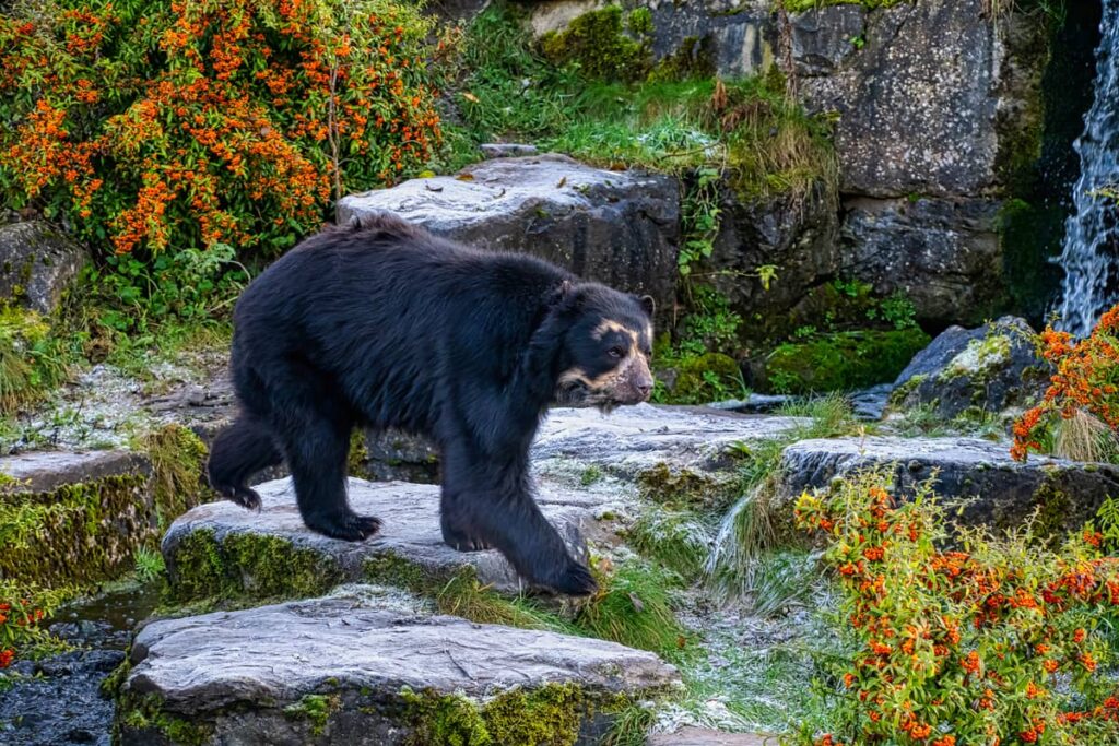 Oso andino sobre algunas rocas
