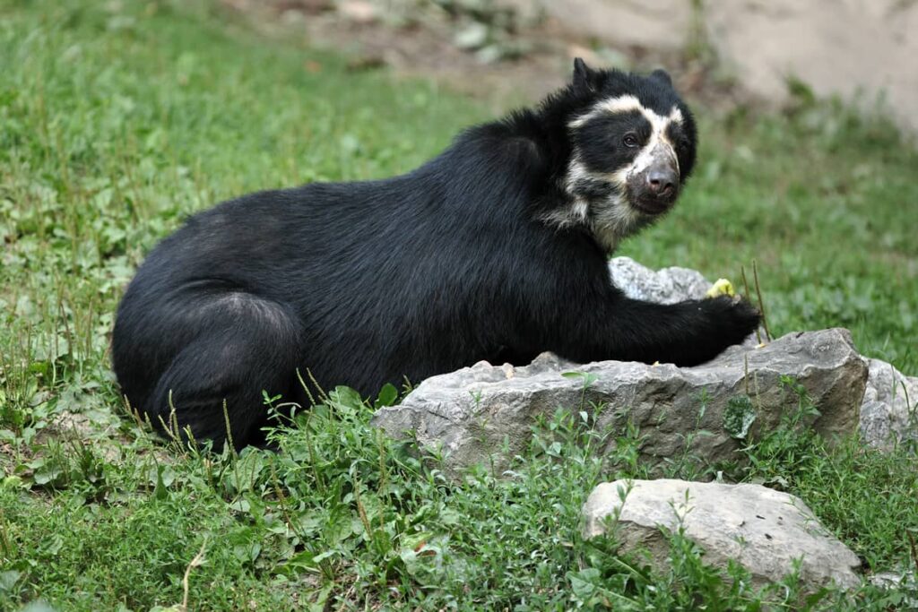 Oso de anteojos sobre hierba verde
