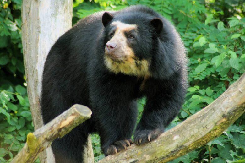 Oso de Anteojos Características y Curiosidades