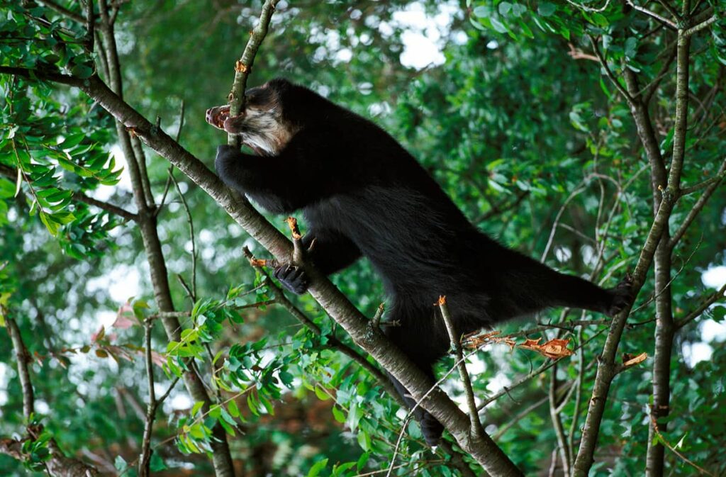 Oso de Anteojos buscando comida en el árbol