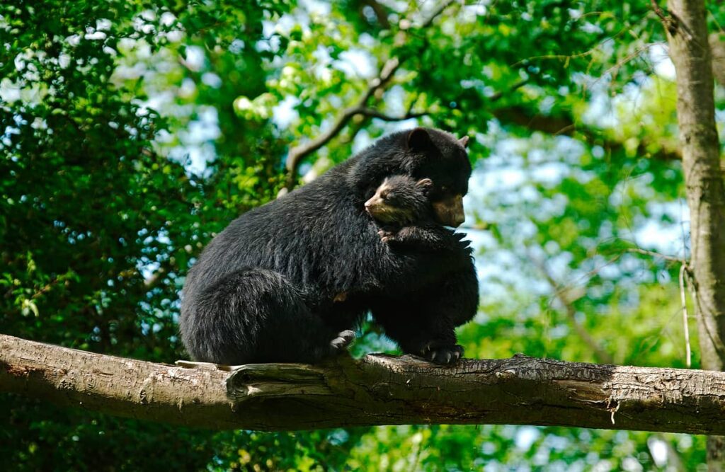 Oso de anteojos con su cría sobre una rama de árbol