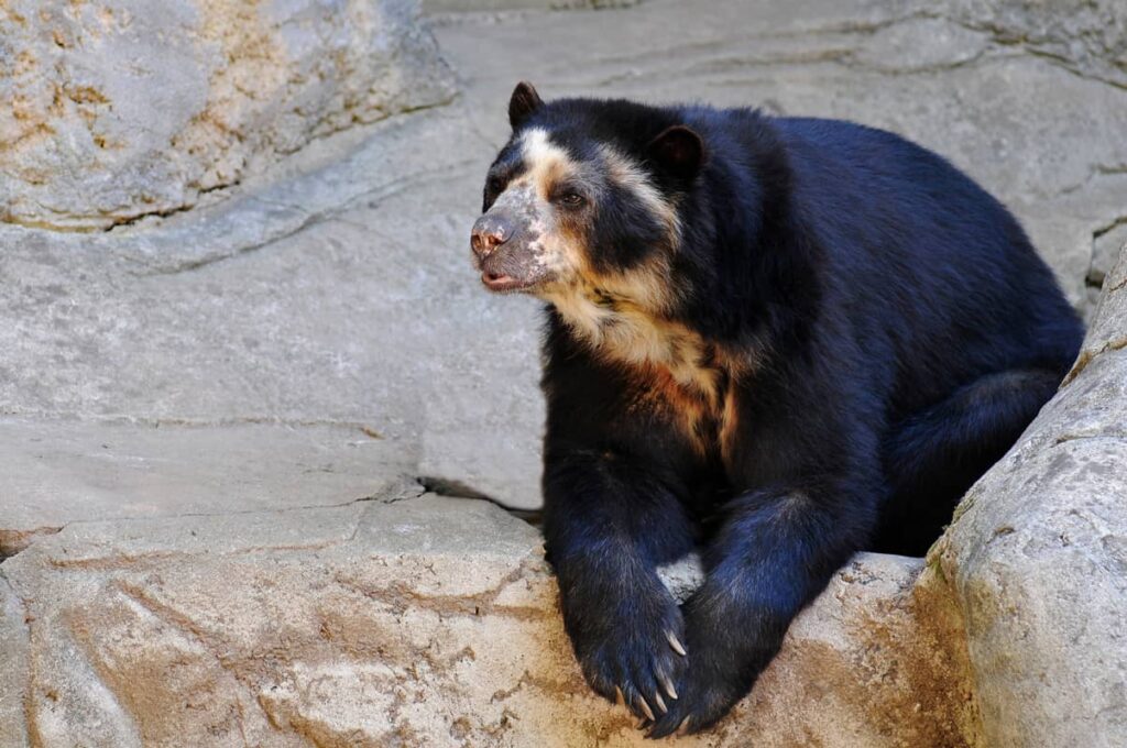 Oso de anteojos sobre rocas