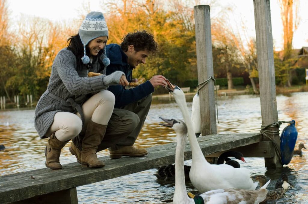 Pareja dando de comer a cisnes