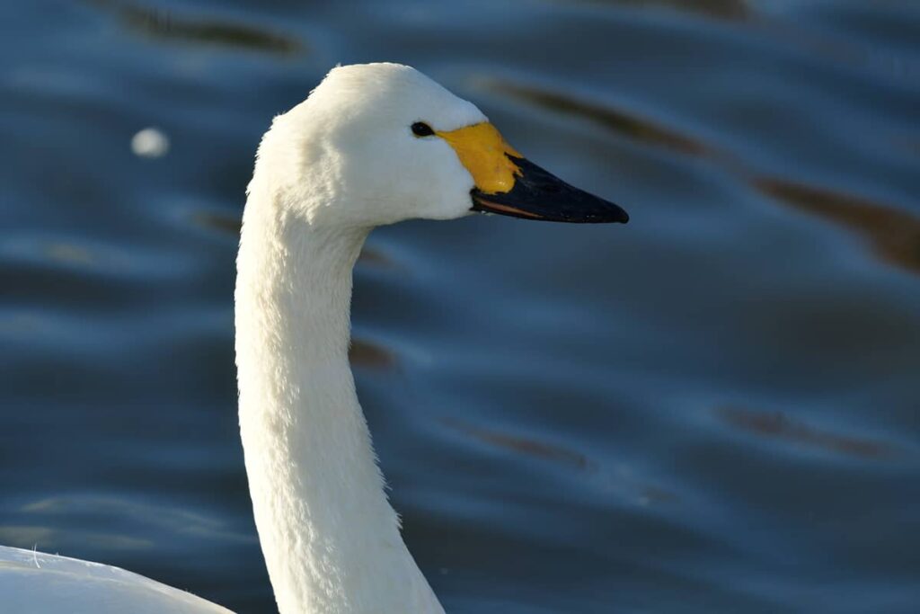 Retrato del Cisne de Tundra