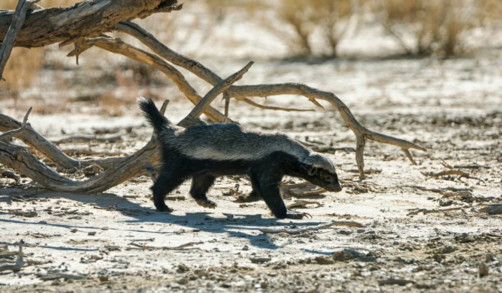 Situación de la especie ratel