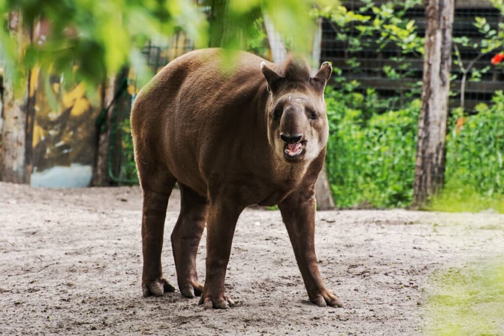 Foto del Tapir Amazónico o Tapirus Terrestris
