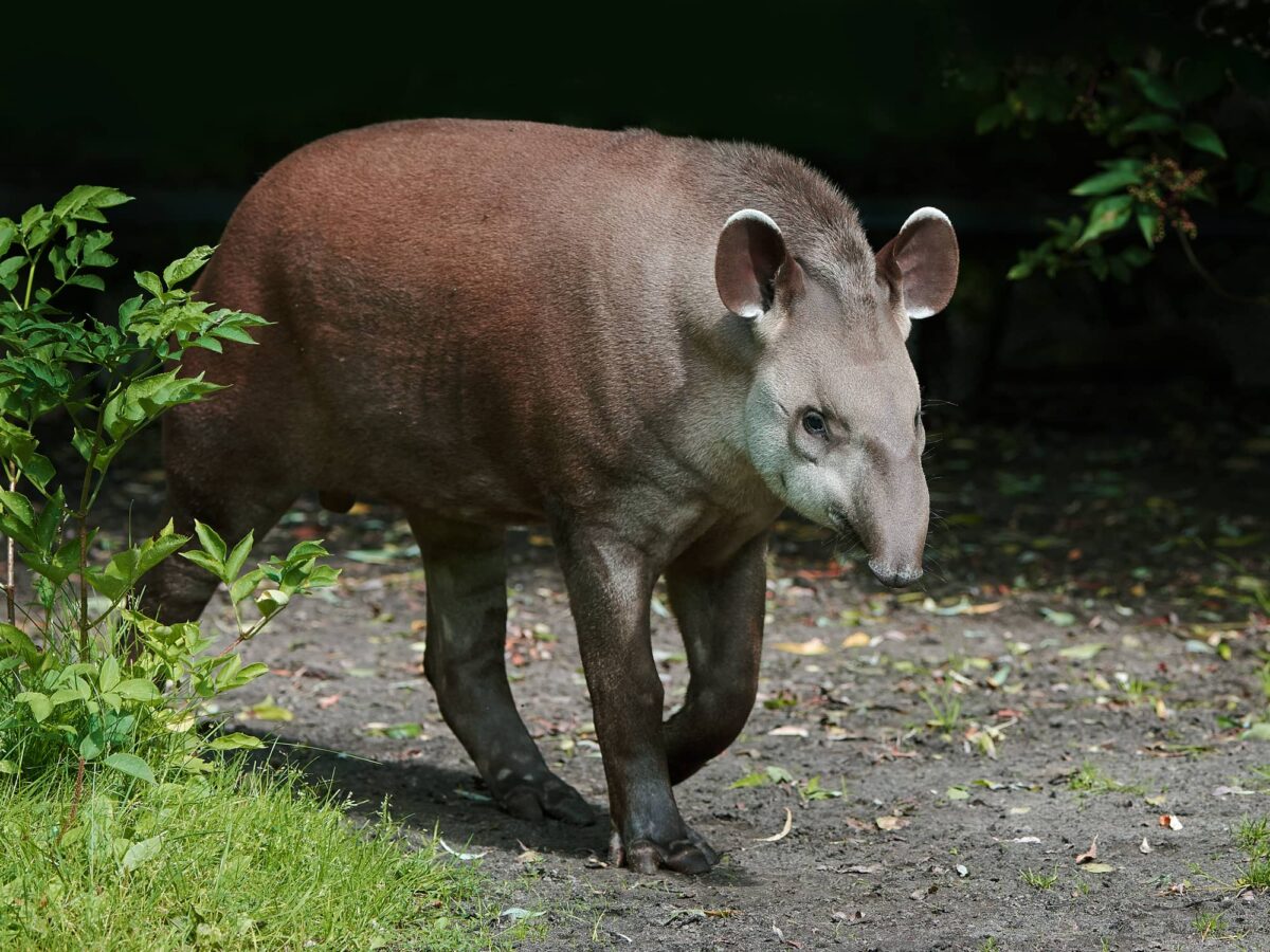 Tapir Características y Curiosidades