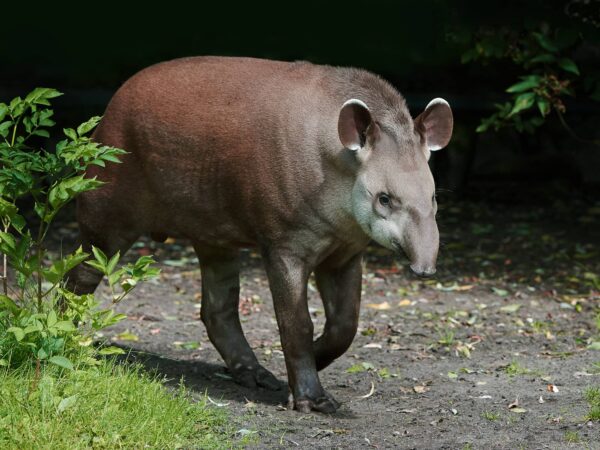 Tapir Características y Curiosidades