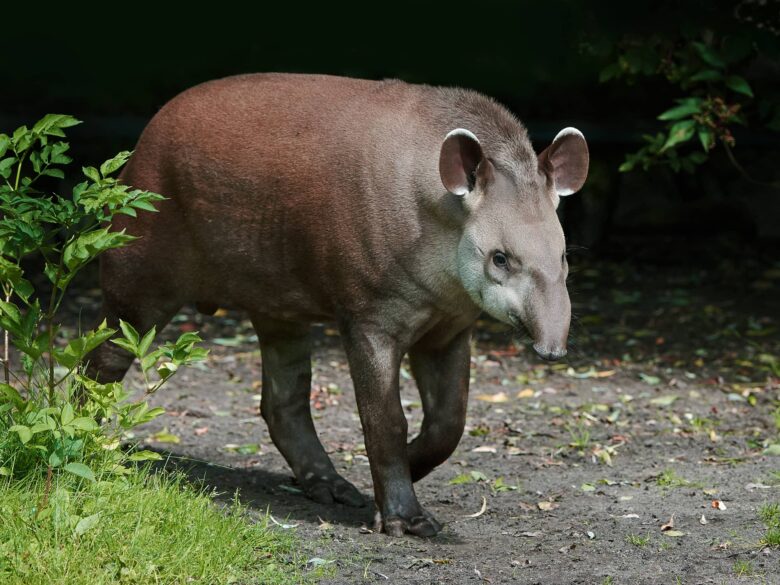 Tapir Características y Curiosidades