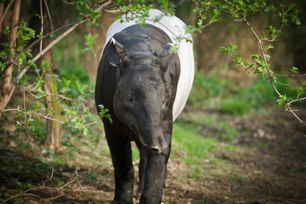Foto del Tapir Malayo o Asiático