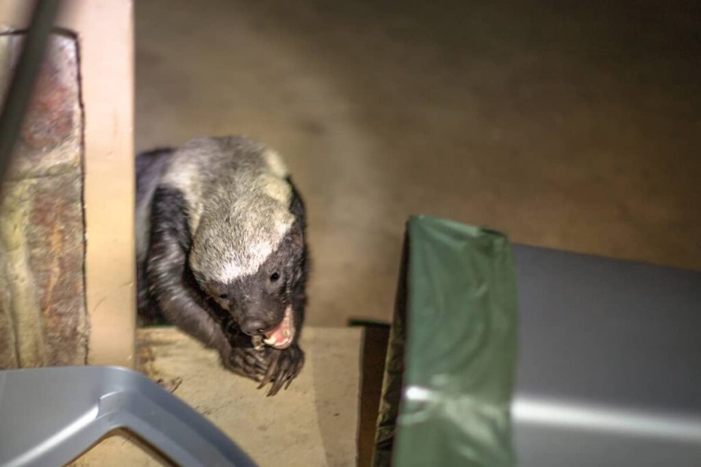 Tejón de miel comiendo del cubo de basura