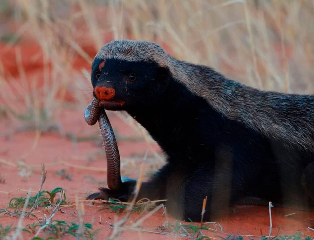Tejón melero comiendo una serpiente