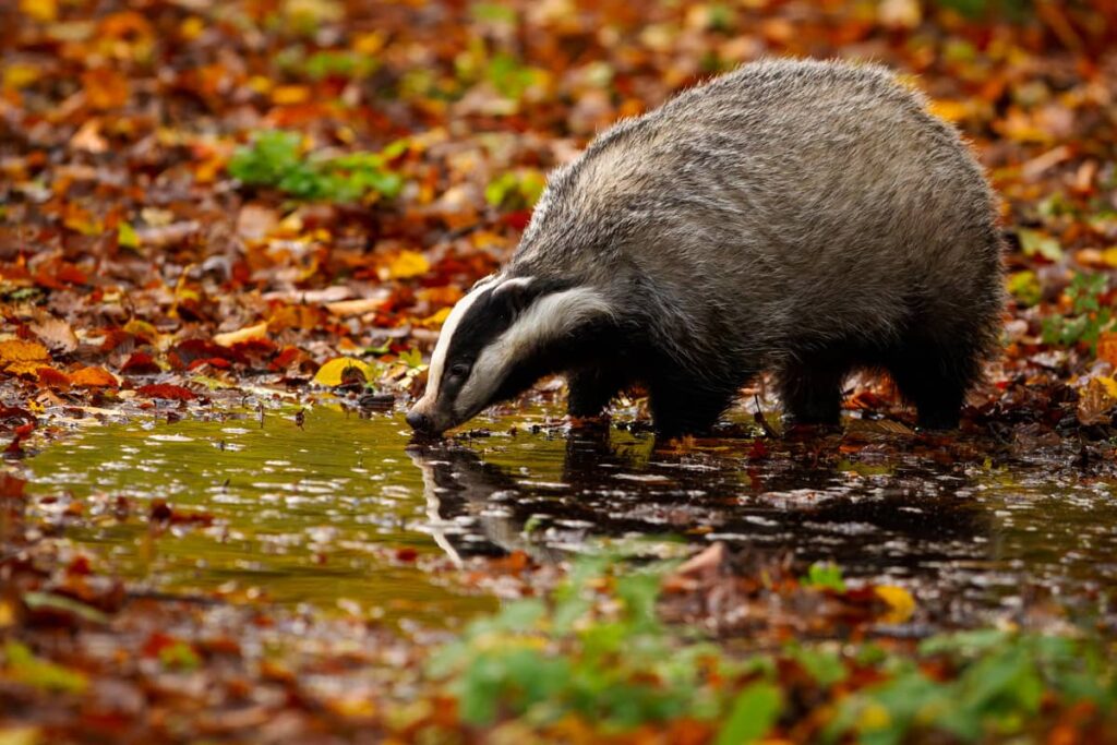 Tejón europeo en la naturaleza salvaje
