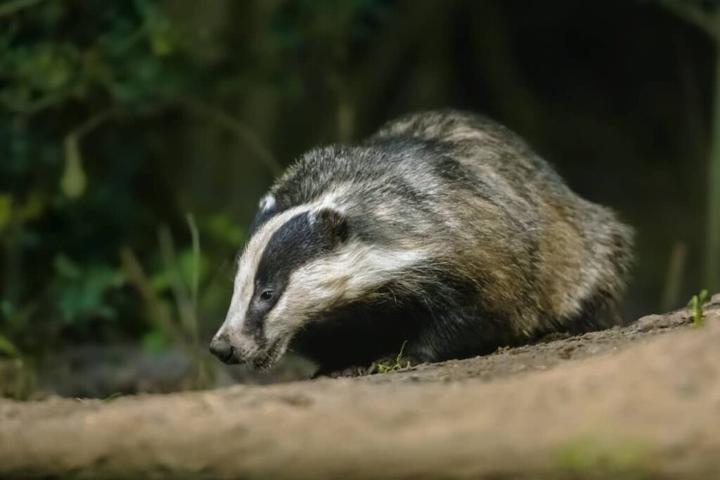 Tejón europeo forrajeando por la noche