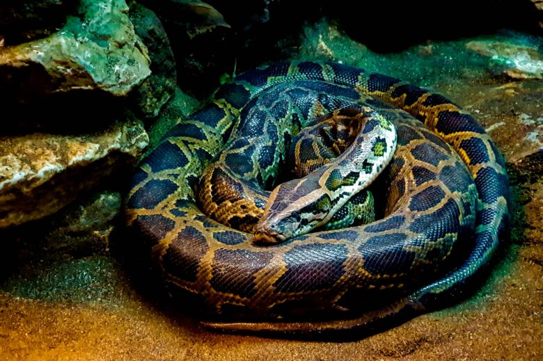 Anaconda: Características y Curiosidades
