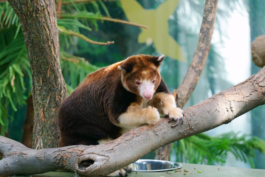 Canguro Arborícola o Dendrolagus