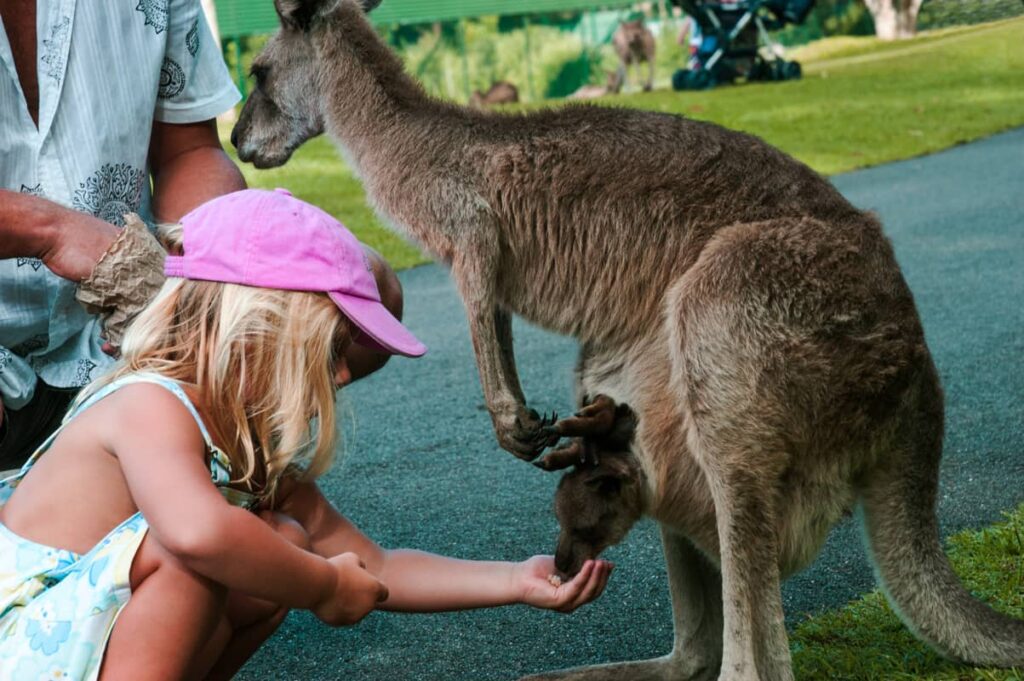 Chica alimentando a un canguro bebé