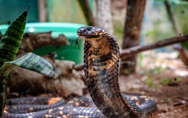 Cobra Real Características y Curiosidades