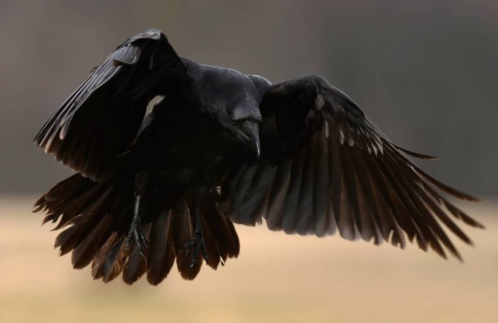 Cuervo común volando en primer plano