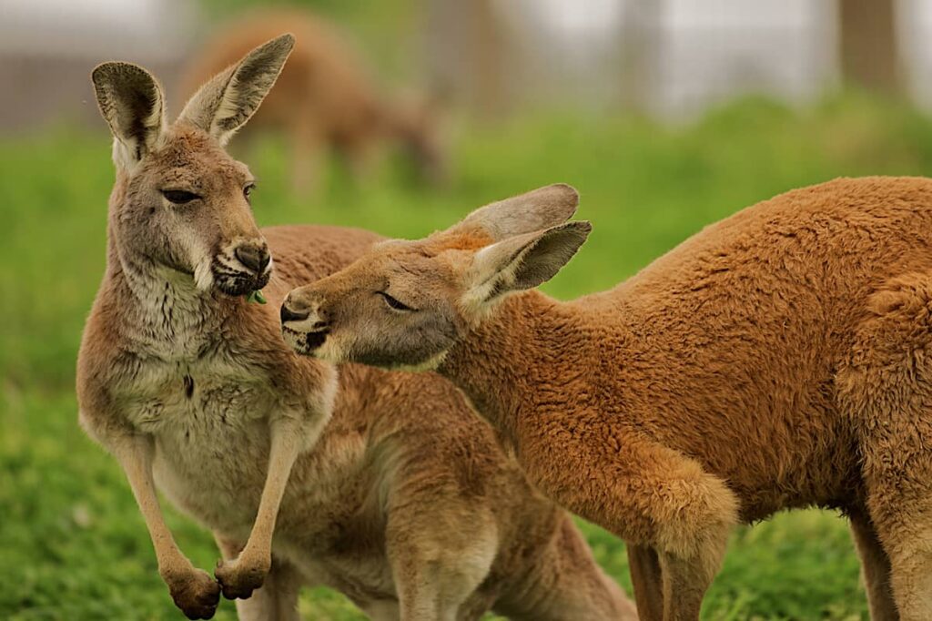 Dos canguros comiendo un trébol juntos