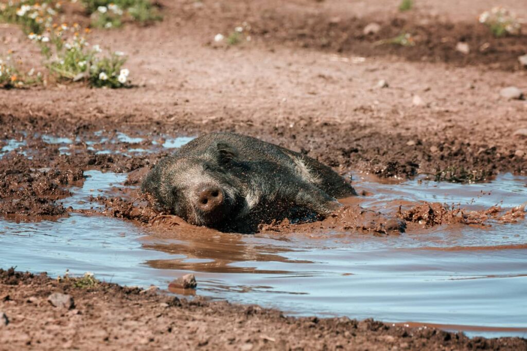 Jabalí tomando un baño de barro