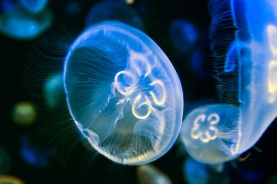 Medusas Características y Curiosidades