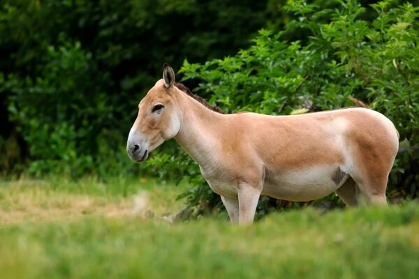 Características del Onagro, hemión o asno salvaje asiático