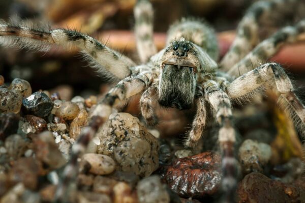 Tarántula Características y Curiosidades
